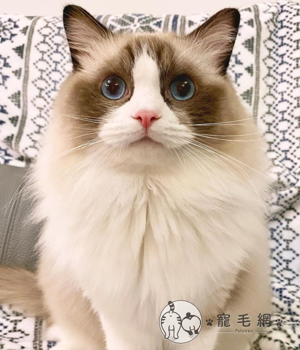 ▲網友安娜養了一隻可愛的布偶貓「咪嚕古」（圖／IG@miruku.baby授權提供）