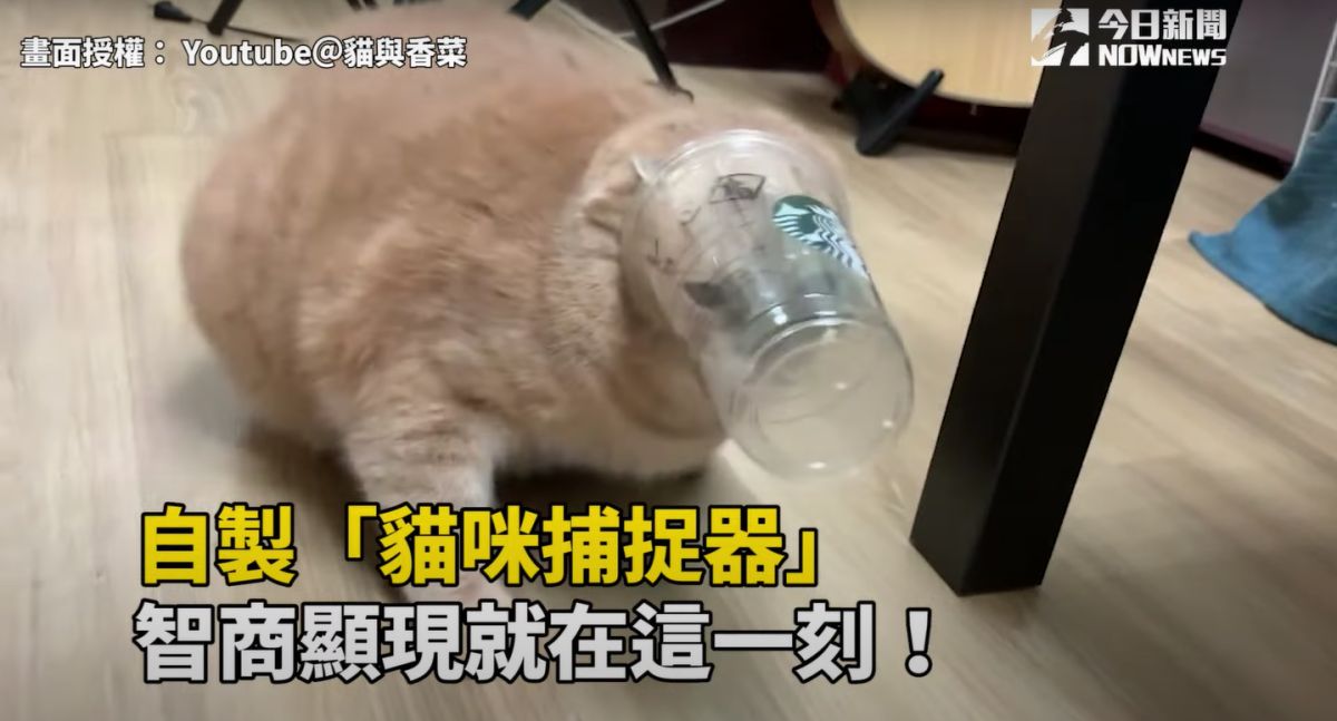 ▲主人自製「貓咪捕捉器」，各隻貓貓智商顯現就在這一刻！（圖／Youtube＠貓與香菜）