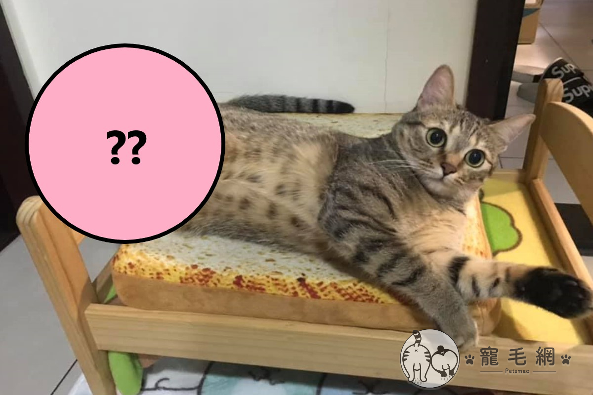 ▲大眼虎斑貓「啾咪」以奇妙姿勢躺在小床上（圖／網友Yi Wei Tseng授權提供）