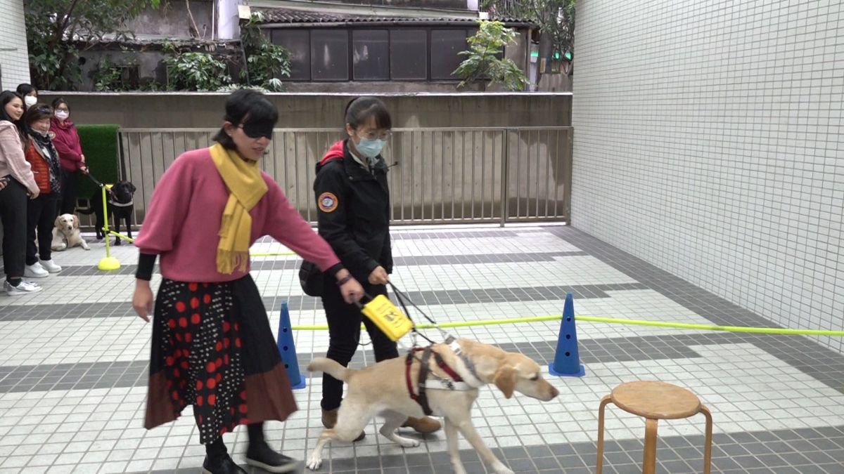 ▲立委蘇巧慧體驗導盲犬帶路，該導盲犬速度太快，完全拉著蘇巧慧跑，讓她直呼「我以為我爸在拉我！」（圖／記者朱永強攝影，2021.01.07。）