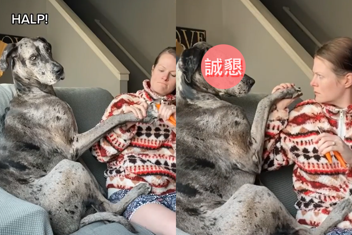 ▲大丹犬害怕剪指甲，狗爪搭上人類手臂嘗試拒絕！（圖／Instagram@hergiantlove）