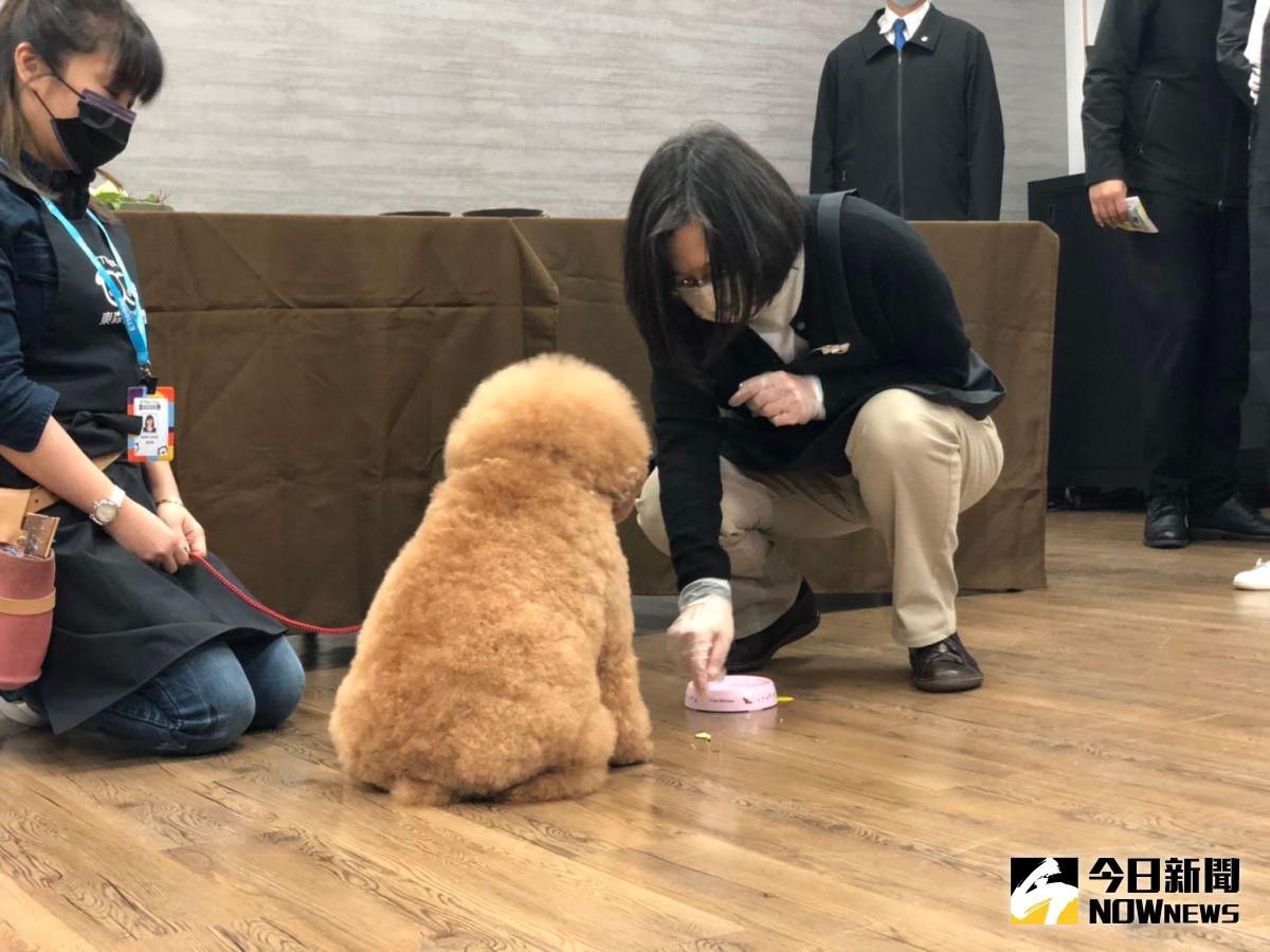 ▲蔡英文親手為毛小孩做年菜，不過評審狗狗Honey因為挑食被總統訓話。（圖／記者劉育辰攝）