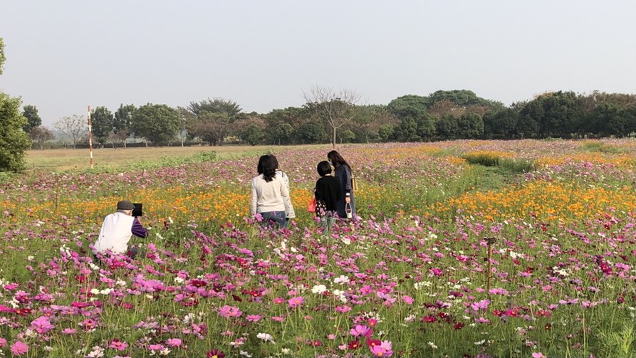 ▲春節期間大樹區濕地公園佈配合水利局波斯菊種植花海，讓舊鐵橋濕地公園不僅僅可拍照打卡，更添增了許多趣味性。（圖／高市水利局堤供）