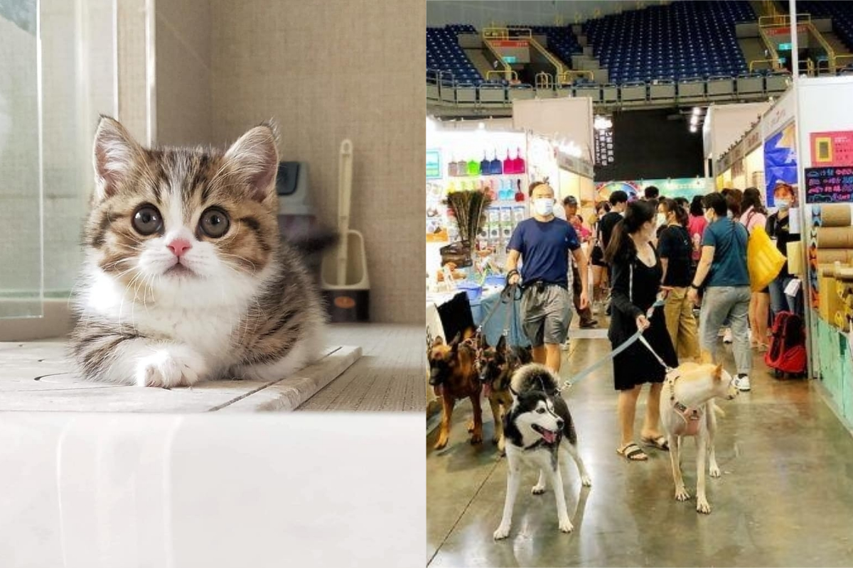 ▲有網友去逛寵物展，遭到強迫推銷，愛貓直接被抱走。（示意圖，圖中人物與文章中內容無關／翻攝自《爆怨公社》及NOWnews資料庫 ）