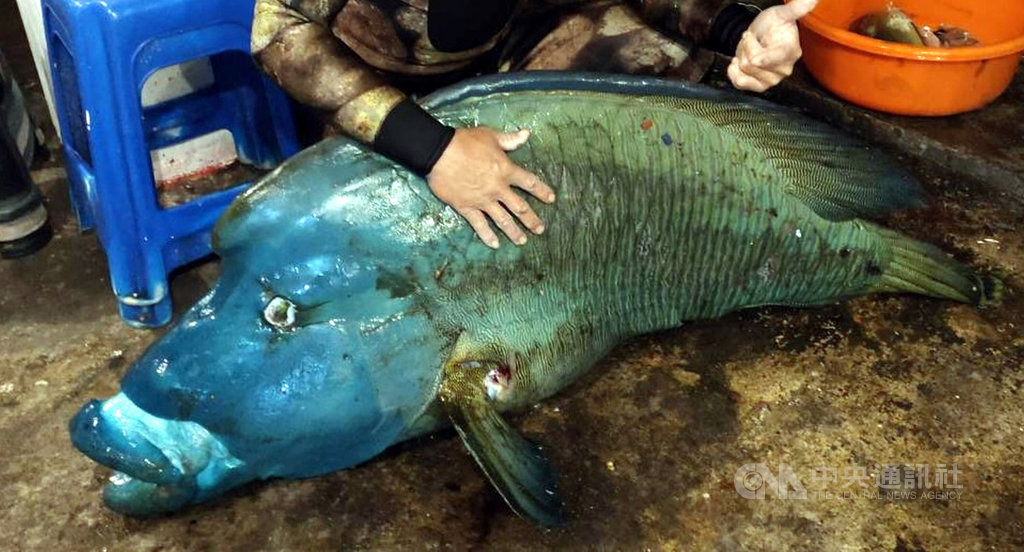 ▲保育類龍王鯛再傳悲劇，有蘭嶼部落的Line群組有人貼出和超過1米長的龍王鯛合照。海巡署表示，已傳喚李姓、謝姓鄉民到案說明，2人辯稱龍王鯛被釣上岸時已死亡。（圖/中央社）