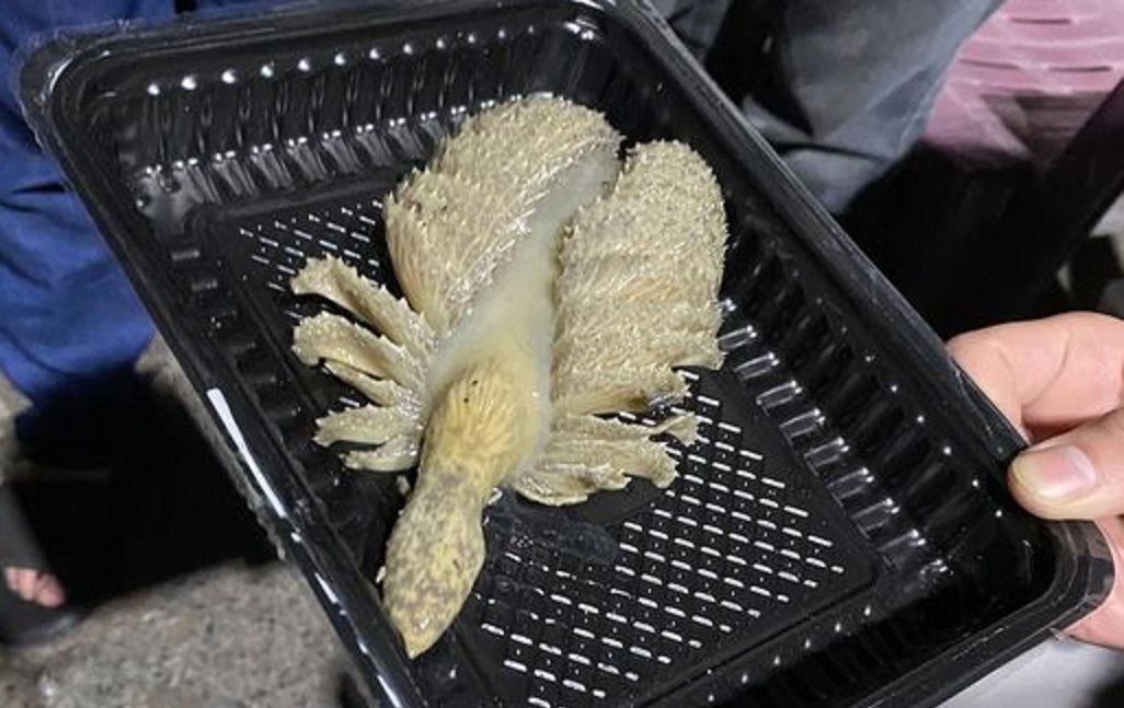 ▲有網友在海邊釣到「異形生物」，好奇拍下照片上網發問。（圖／翻攝《爆廢1公社》）