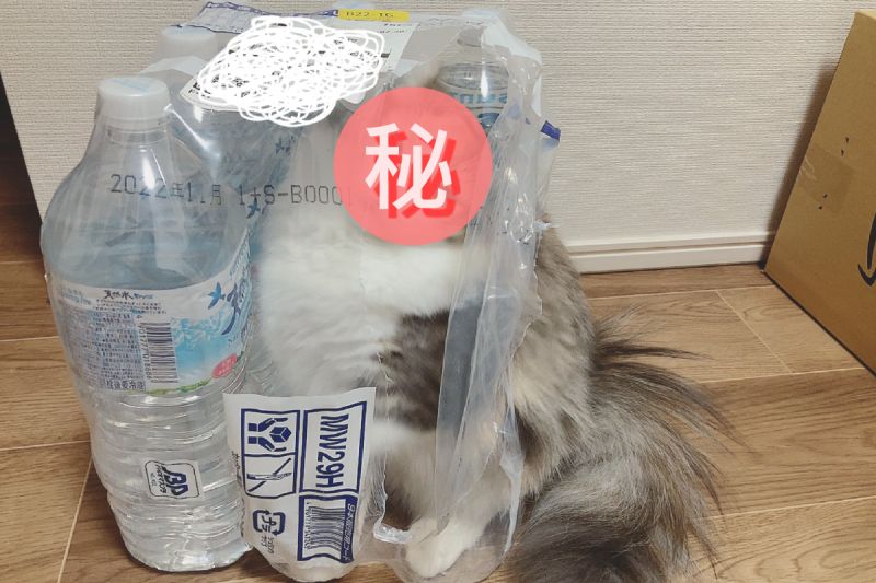 ▲玩一玩貓咪突然擬態成瓶裝水！（圖／Twitter＠hotatechi）