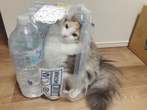 ▲Hotate：沒看過瓶裝水嗎？幹嘛這麼驚訝！（圖／Twitter＠hotatechi）