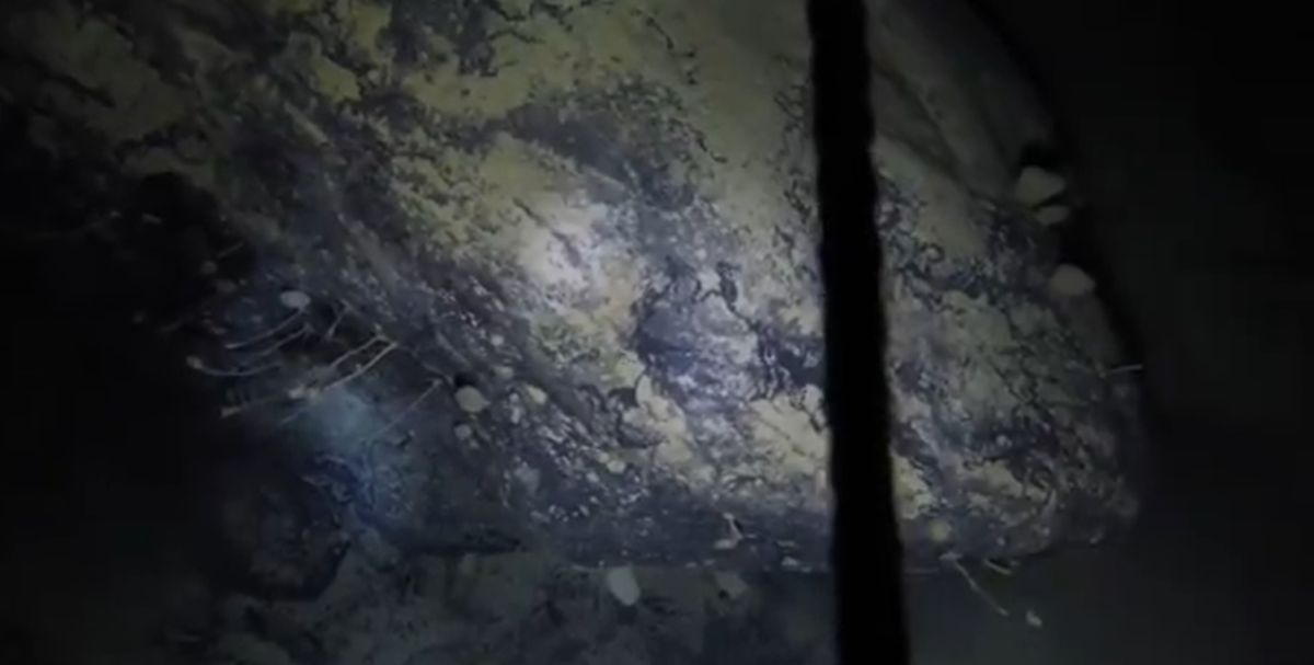 ▲英國科學團隊最近在南極新發現一塊位於深海的巨石，上面附著了多種未知物種。（圖／翻攝Twitter）