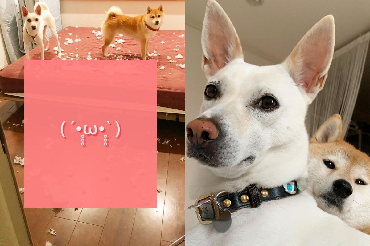 ▲開門看到兩隻狗狗讓床鋪盛開滿天星，主人只能苦笑！（圖／Instagram＠haruharu040777）