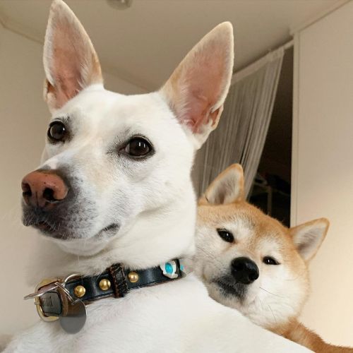 ▲是兩隻感情很好的狗狗（好像在自拍）（圖／Instagram＠haruharu040777）
