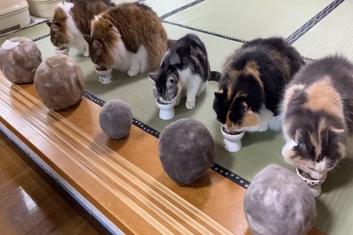 ▲日本一名飼主花了快5年時間幫主子們一一蒐集廢毛，沒想到畫面相當驚人（圖／twitter＠fEvlBR47iKl5KK6）