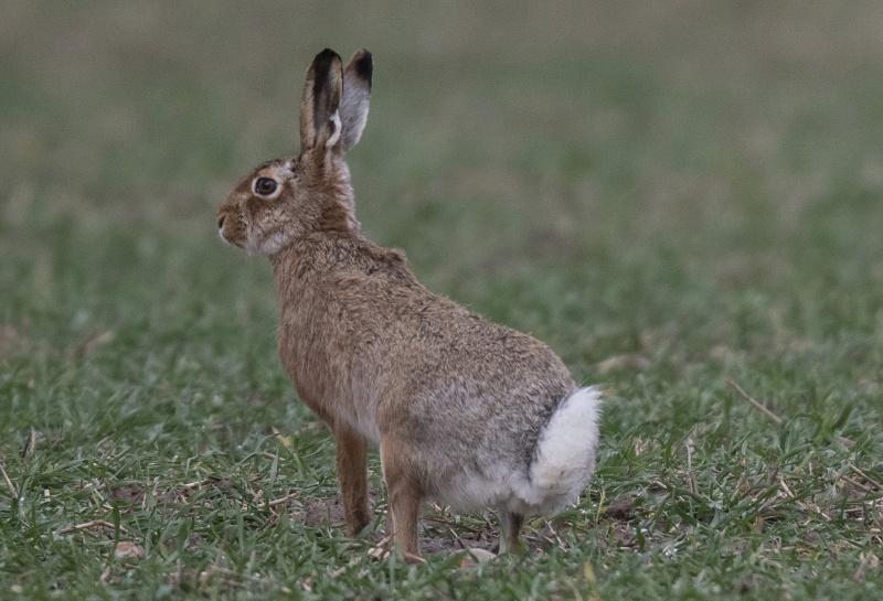 ▲華爾街日報報導，世界衛生組織專家追查2019冠狀病毒疾病源頭，已縮小範圍，將中國湖北省武漢華南海鮮批發市場販賣的鼬獾與兔子列為疑將新型冠狀病毒傳人的動物。示意圖。（圖／美聯社／達志影像）