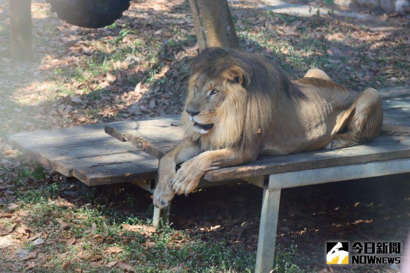 ▲獅子小巴被民眾拍到身體瘦弱，陳其邁日前特地到壽山動物園探視並關心小巴的慢性腎臟病治療狀況。（圖／記者鄭婷襄攝，資料畫面）