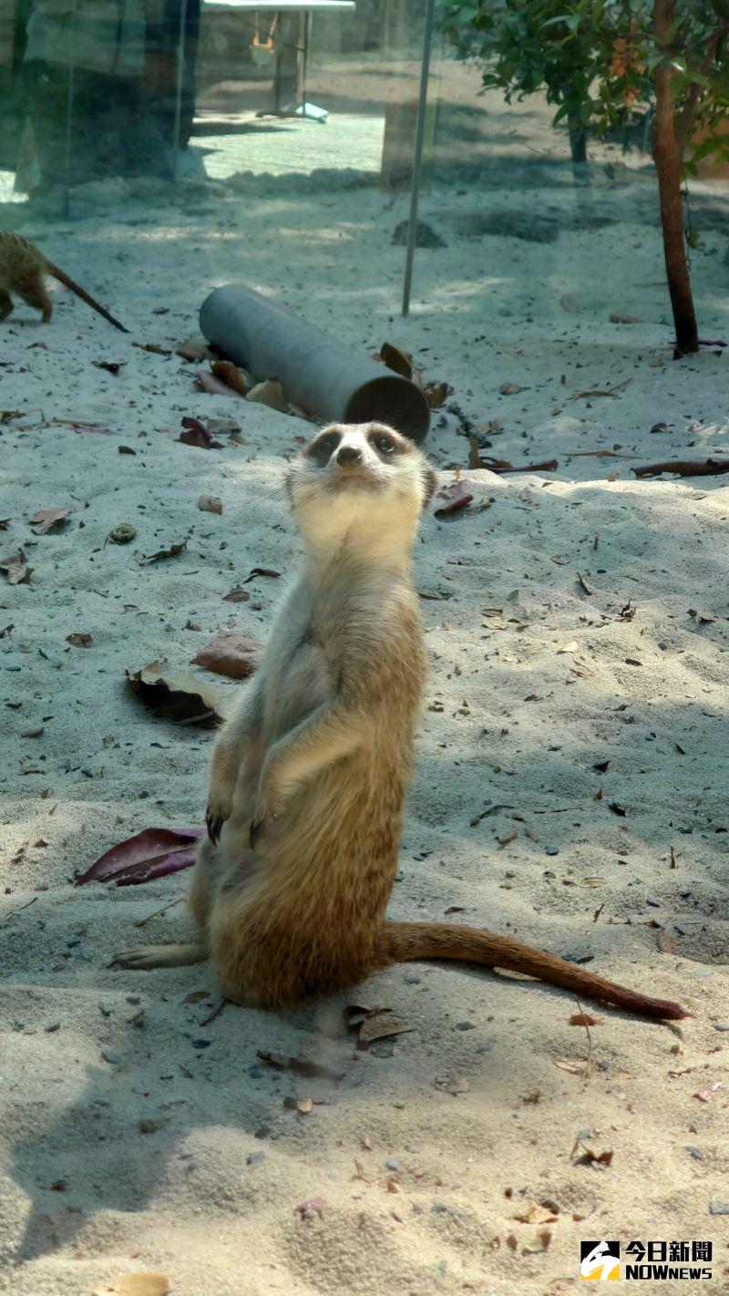 ▲壽山動物園到今年3月底都是免費入園,進入園區後就可以立即看到可愛的狐獴,十分吸睛。(圖/記者鄭婷襄攝,2020.02.20)
