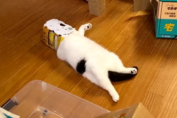 ▲日前推主發現愛貓「丸之助」將頭埋進飲料包裝盒裡，躺在地上「放空」……（圖／twitter@