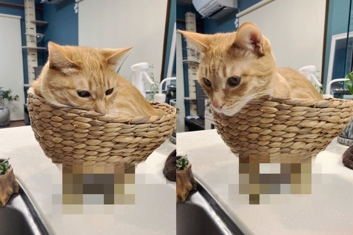 ▲日本一名貓奴利用黏土幫竹籃「加腳」，意外產生有趣的畫面（圖／twitter@SHAKEhizi_BSK）