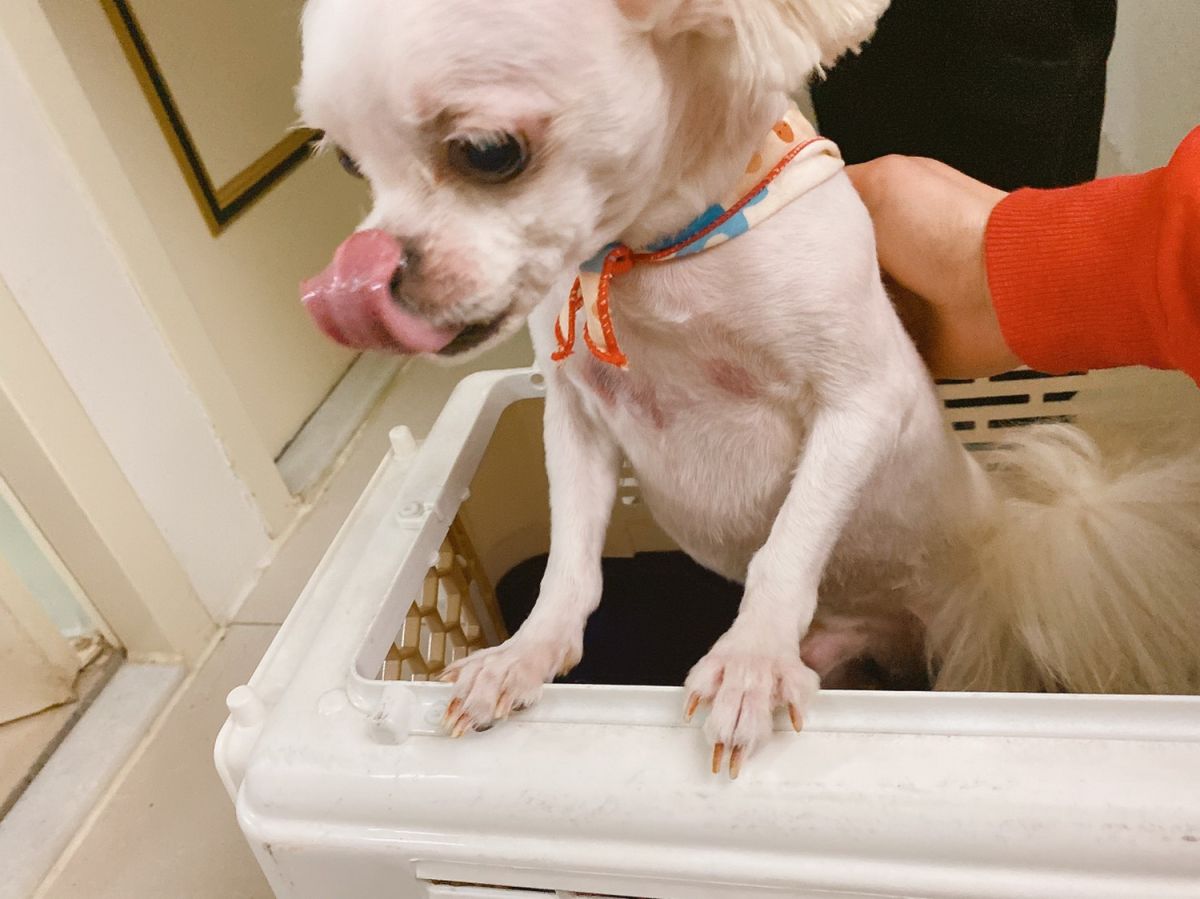 ▲動保處表示，目前已將「蛋蛋」帶回安置，經獸醫師診斷「蛋蛋腹部有瘀血(黑青)、表情驚恐及輕微跛腳」，明顯有受虐待情形。（圖／新北市政府動保處提供）