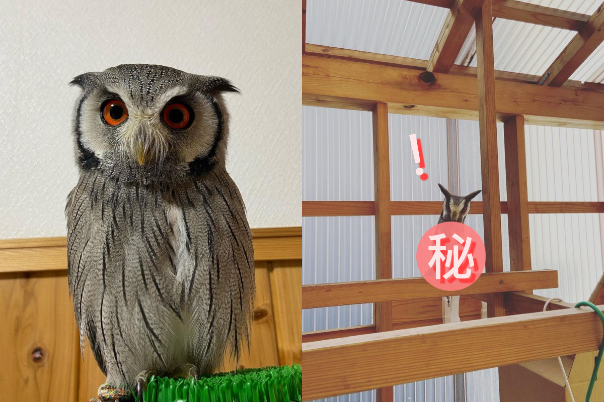 ▲貓頭鷹受驚後大變身，長得完全不一樣！（圖／Instagram＠afukono1024）