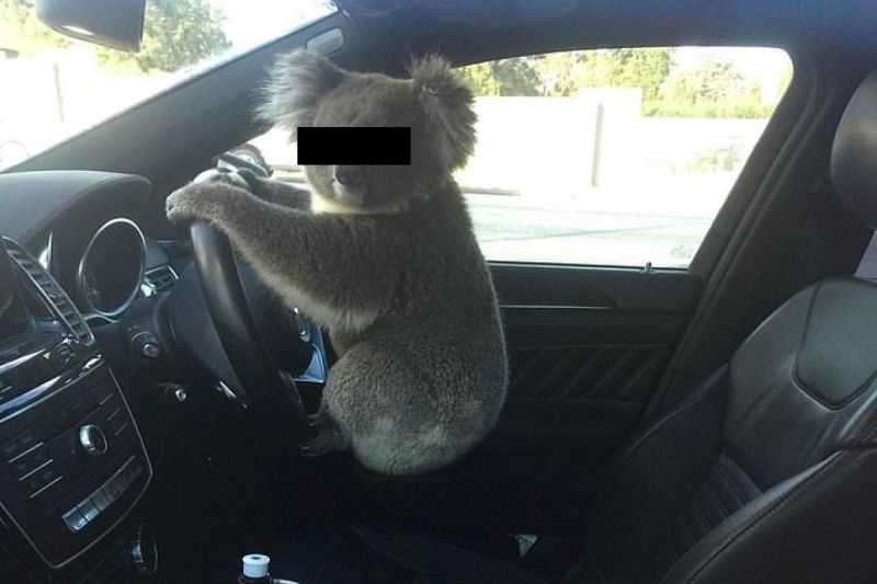 ▲澳洲一隻無尾熊引發連環車禍後，被帶到車上疑似想「駕車肇逃」（圖／Nadia Tugwell）