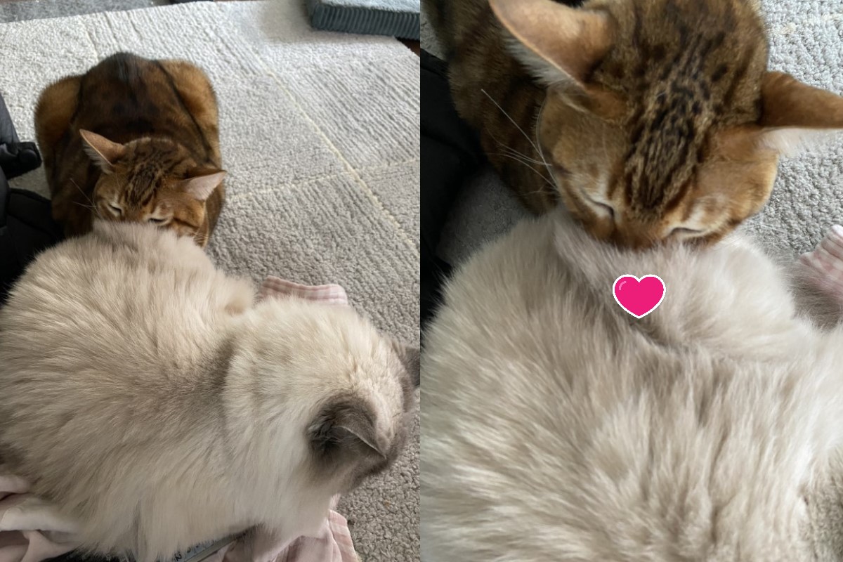 ▲日本一名推主飼養的豹貓也愛「吸貓」（圖／twitter@hanasandaru）