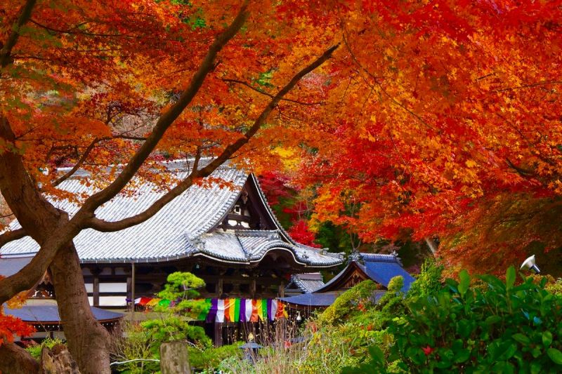 ▲岡寺建於西元633年，是日本最早的除厄開運寺。（圖／資料照片）