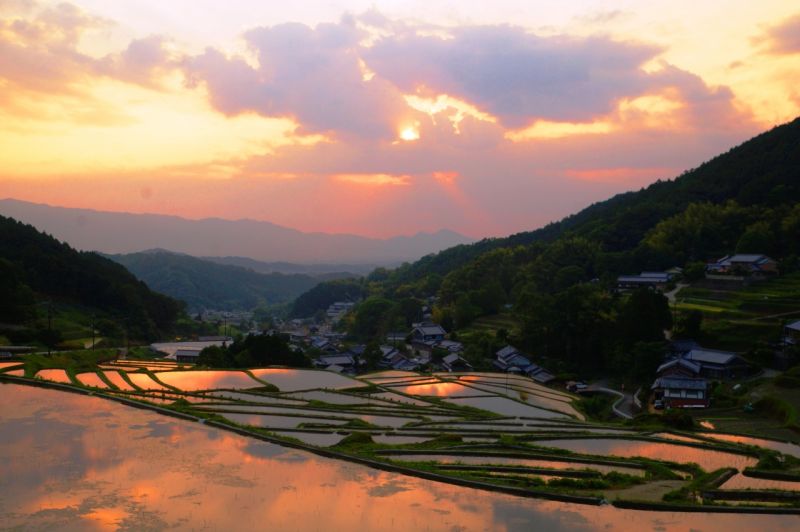 ▲細川梯田有著絕佳的地理位置,夏季水田倒映出的火燒夕陽,吸引不少旅客前往目睹。(圖/業者提供)