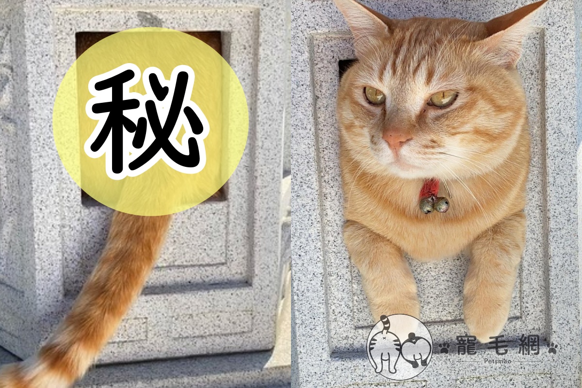 ▲石燈籠竟「長出毛屁屁」，是你在場能忍住不摸嗎？（圖／Twitter＠neko_oden123授權）