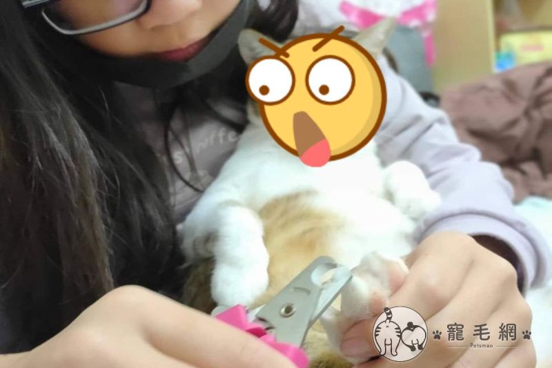 ▲網友白小姐飼養的貓咪「一萬」是一隻很有表情的貓（圖／粉專真愛訪琴與1、2萬授權提供）