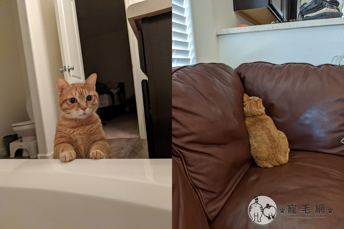 ▲見「除白蟻大隊」來家裡，貓貓超害怕埋沙發躲起來！（圖／網友鳳凰城邱淑貞授權提供）
