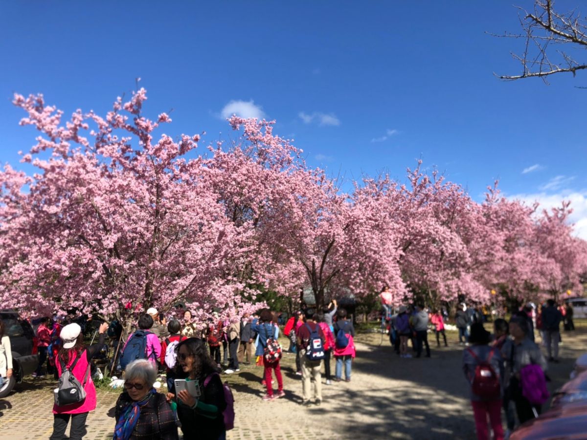 ▲拉拉山恩愛農場櫻花預計將在228連假期間怒放，屆時將有大量賞櫻車潮上山。（圖／大溪分局提供）