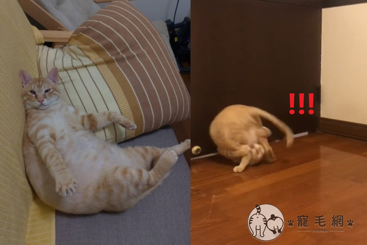 ▲「胖虎」日前變身「無敵風火輪」（圖／網友劉蕙語授權提供）