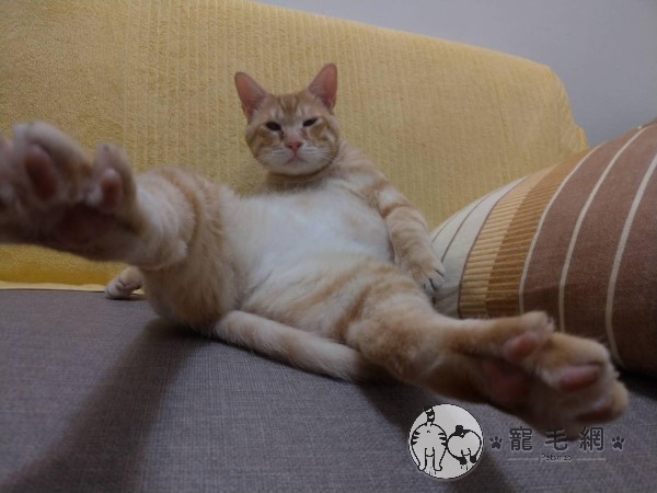 ▲網友劉小姐飼養了一隻4歲的橘貓「胖虎」(圖/網友劉蕙語授權提供)