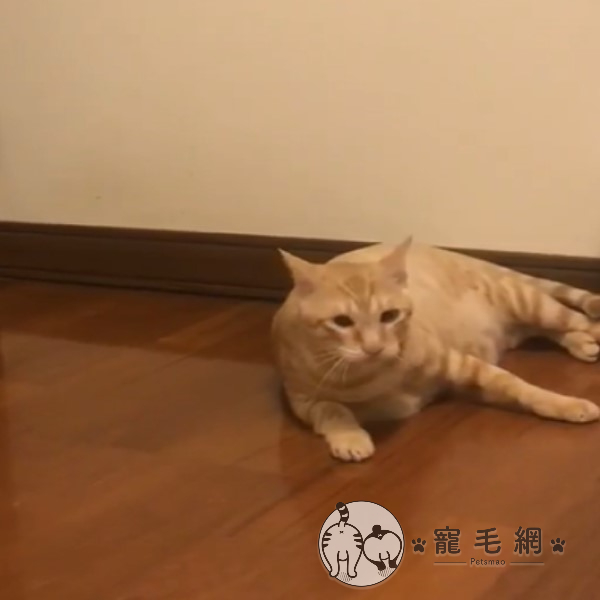 ▲胖虎:連滾三次好像有一點暈?(圖/網友劉蕙語授權提供)