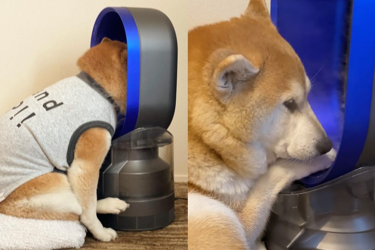 ▲日本一隻柴柴將風扇當成臉部保養器（圖／IG@unihalo）