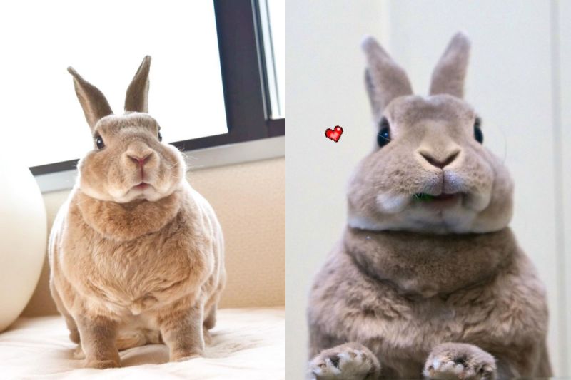 ▲兔兔擁有超柔軟的迷人嘴邊肉！（圖／Instagram＠and_olive_）