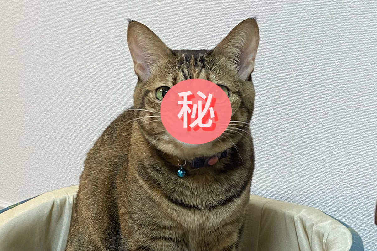 ▲虎斑貓居然面露嘲諷歪嘴看主人！（圖／Twitter＠usagi_512）