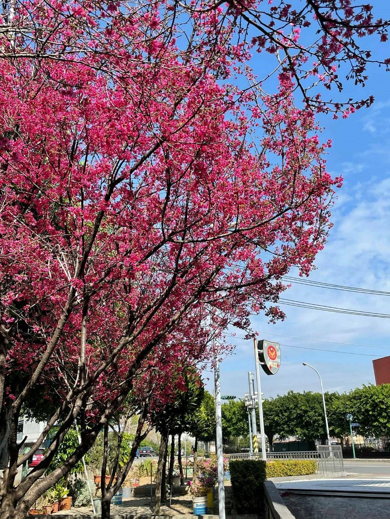 ▲台中市工業區派出所旁8棵櫻花樹正綻放盛開。(圖/記者鄧力軍翻攝)