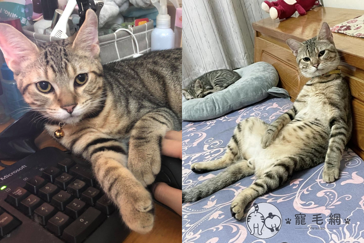 ▲出遠門三天才回家，開門竟見貓咪大爺坐迎接！（圖／網友李婷授權提供）