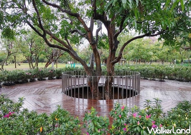 ▲其中，草坪中央的芒果樹為圓心，讓人站在其中可以遠眺大生態池以及落羽松步道。（圖／Taipei