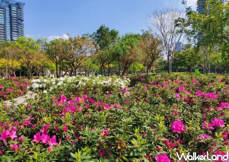 ▲最不能錯過的是臨人行步道旁，有一處種滿杜鵑花、繡球花和薰衣草爭豔的賞花美景。（圖／Taipei