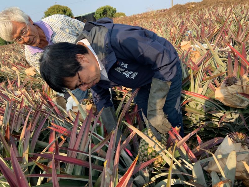 ▲中國海關總署於今天公佈，下月起暫停進口台灣鳳梨，高雄市長陳其邁關心鳳梨產銷狀況特別前往大樹區農會視察並親身體會採摘鳳梨。（圖／高市府提供）