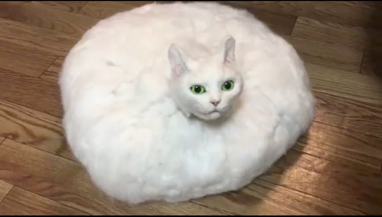 日本「掃地機器貓」會撒嬌　一動作讓網友傻眼：毛毛的
