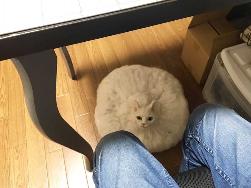▲近日，一位日本網友分享用羊毛氈自製的「掃地機器貓」在推特爆紅