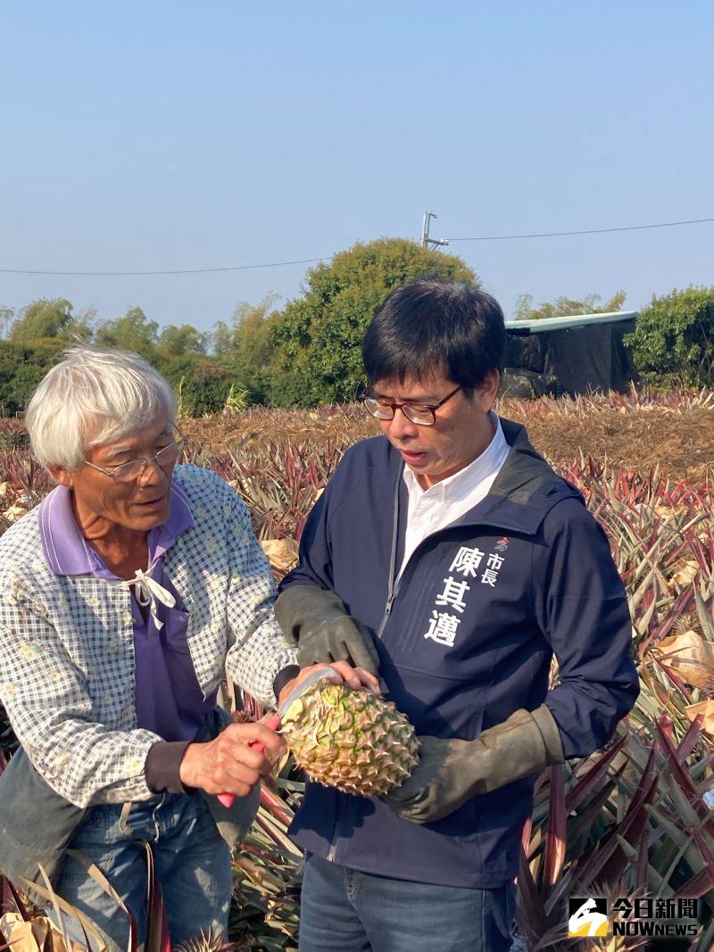 ▲鳳梨農教高雄市長陳其邁如何採收鳳梨。(圖/記者鄭婷襄攝,2021.02.26)