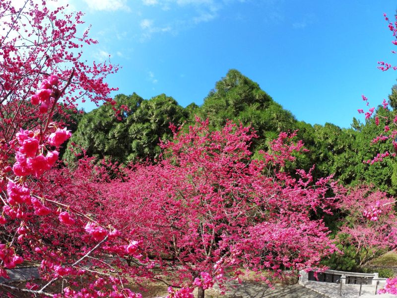 ▲九族文化村的櫻花季被稱為全台最大賞櫻聚會。（圖／翻攝自九族文化村臉書）