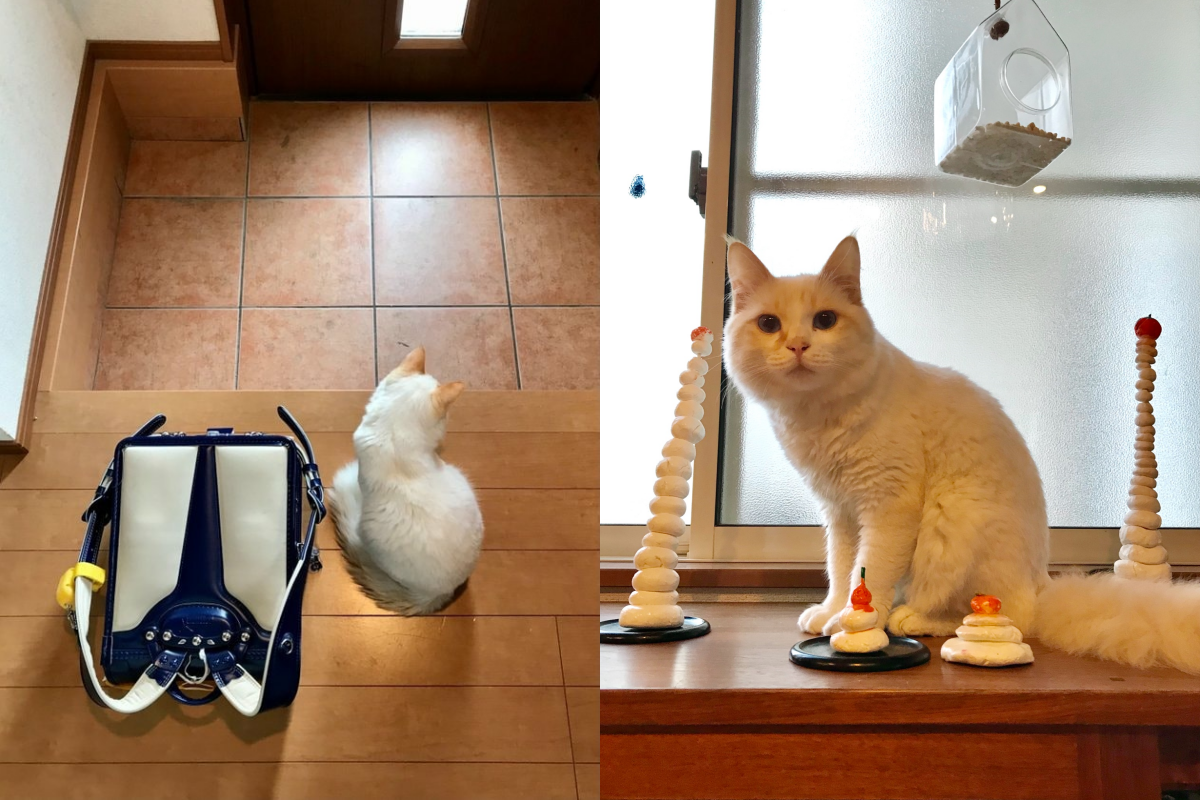 小主人放學一到家放好書包就溜出門，留下想討摸的白貓！（圖／Twitter＠omochi_nam01）