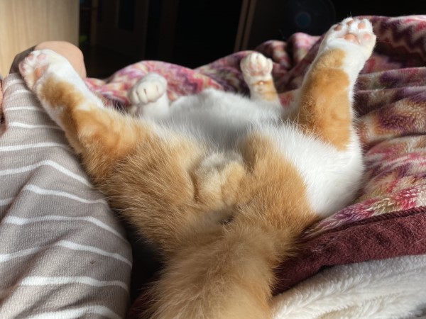 奴才睡醒見橘白貓雙腳大開　一看角度怪怪的網笑：想摸！