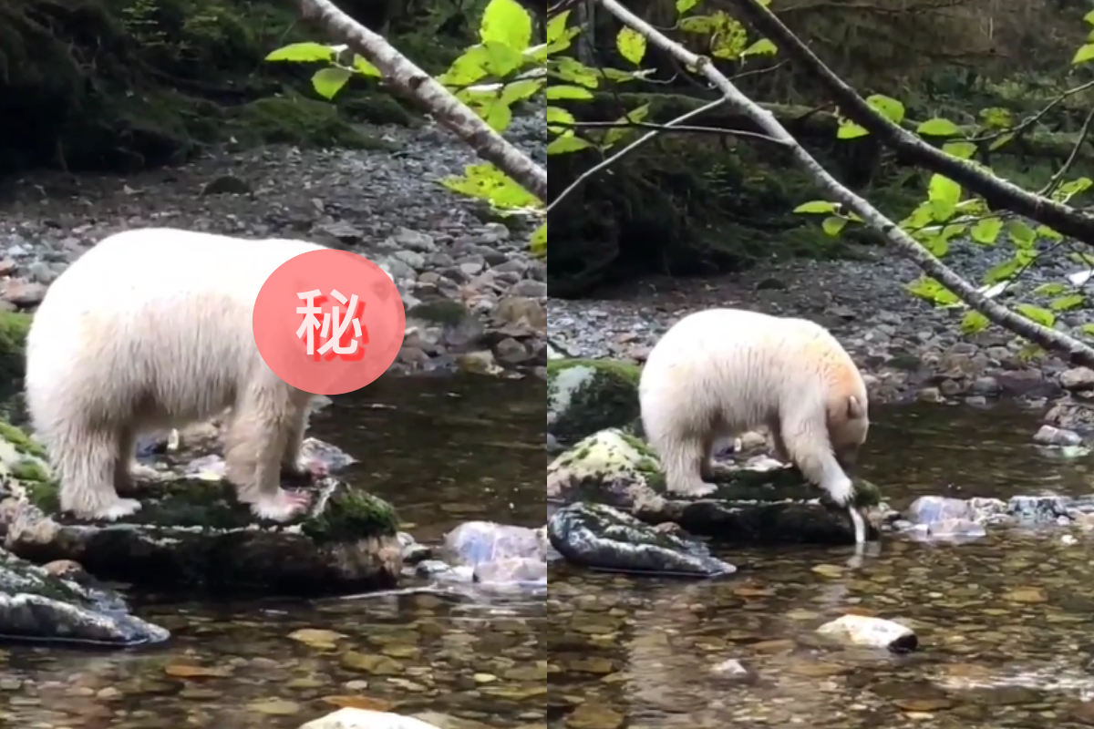 嘴中魚太沽溜從嘴中滑走，白熊一臉尷尬觀察四周！（圖／Instagram＠jdubcaptures）