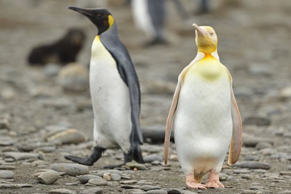 攝影師在南極遇見「罕見企鵝」　網驚豔：係金Ａ！